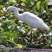 Eastern Cattle Egret