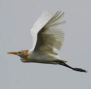 Eastern Cattle Egret