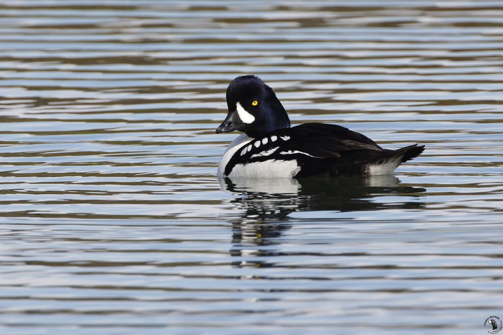 Barrow's Goldeneye male adult, swimming