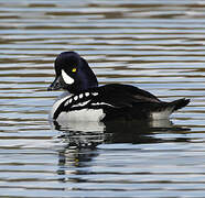 Barrow's Goldeneye