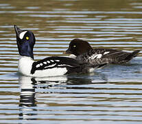 Barrow's Goldeneye