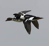 Barrow's Goldeneye