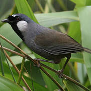 Black-throated Laughingthrush