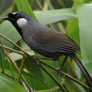 Black-throated Laughingthrush