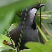 Black-throated Laughingthrush