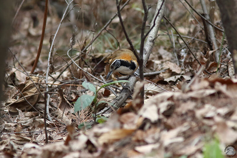 Greater Necklaced Laughingthrushadult, identification