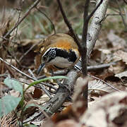 Greater Necklaced Laughingthrush