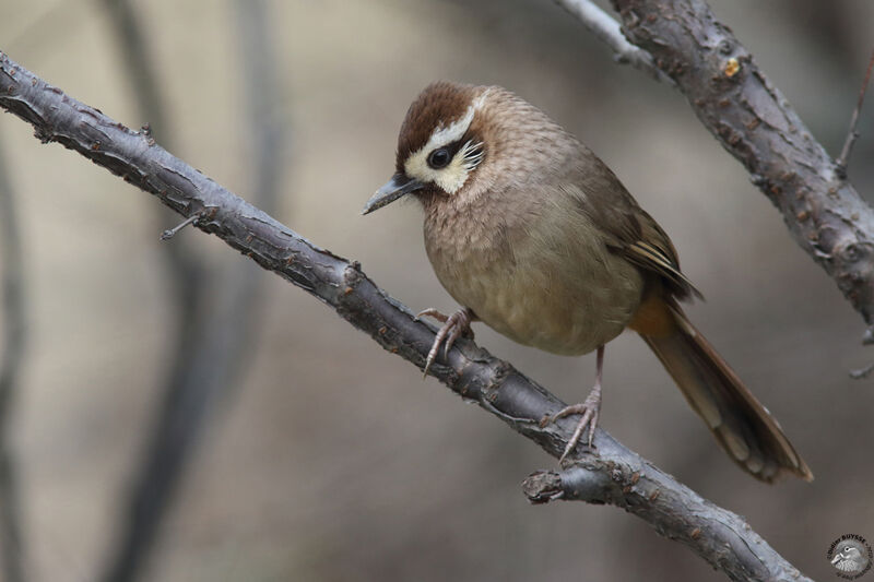 White-browed Laughingthrushadult, identification