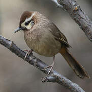 White-browed Laughingthrush