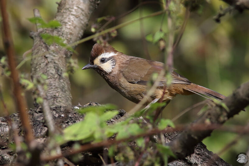 White-browed Laughingthrushadult, identification