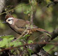 White-browed Laughingthrush