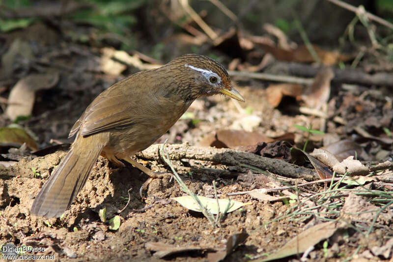 Garrulaxe hoamyadulte, identification