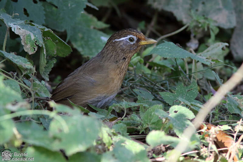 Garrulaxe hoamyadulte, portrait