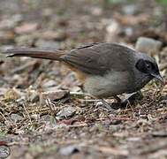 Masked Laughingthrush