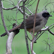 Masked Laughingthrush