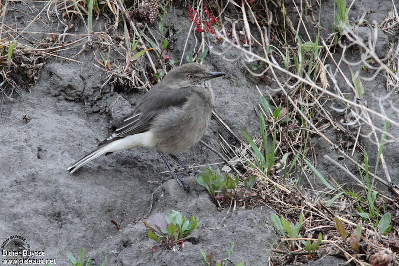 Black-billed Shrike-Tyrantadult breeding, identification