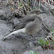 Black-billed Shrike-Tyrant