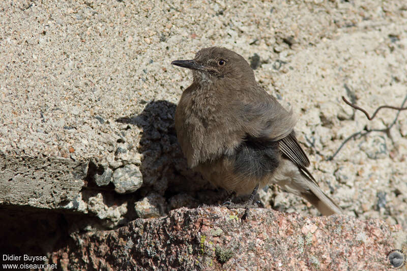 Black-billed Shrike-Tyrantadult, pigmentation