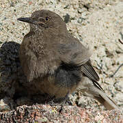 Black-billed Shrike-Tyrant