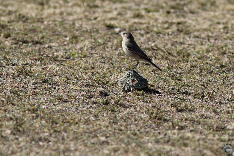 Lesser Shrike-Tyrantadult