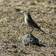 Lesser Shrike-Tyrant