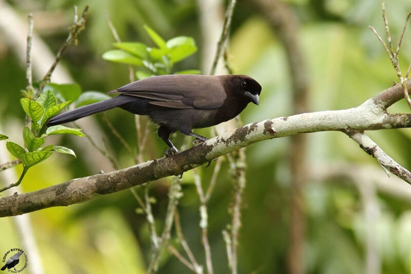 Purplish Jayadult, identification