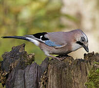 Eurasian Jay