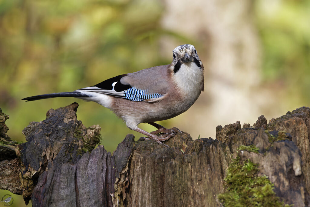 Eurasian Jay