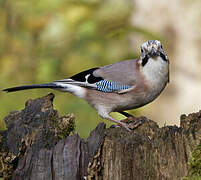 Eurasian Jay