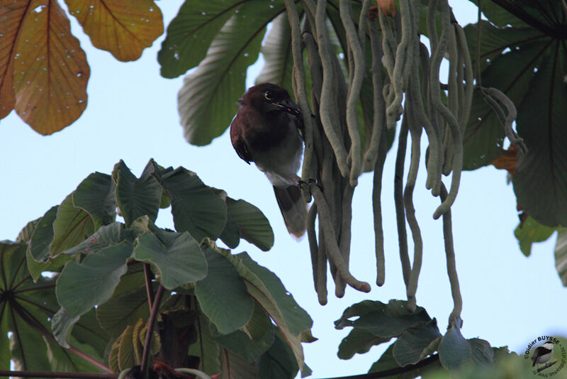 Brown JayFirst year, identification