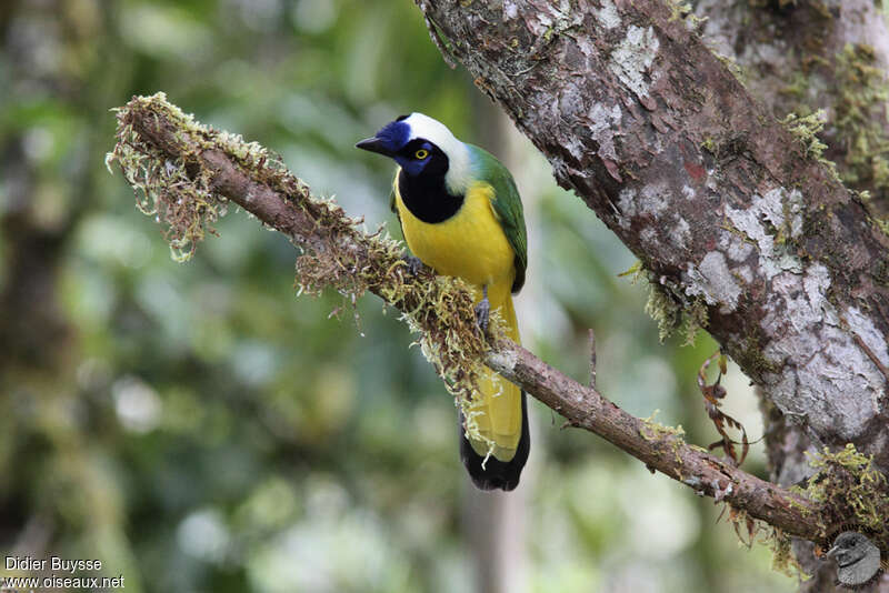 Inca Jayadult, Behaviour