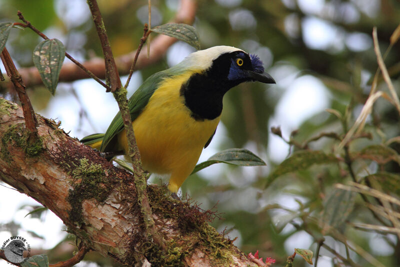 Inca Jayadult breeding, identification