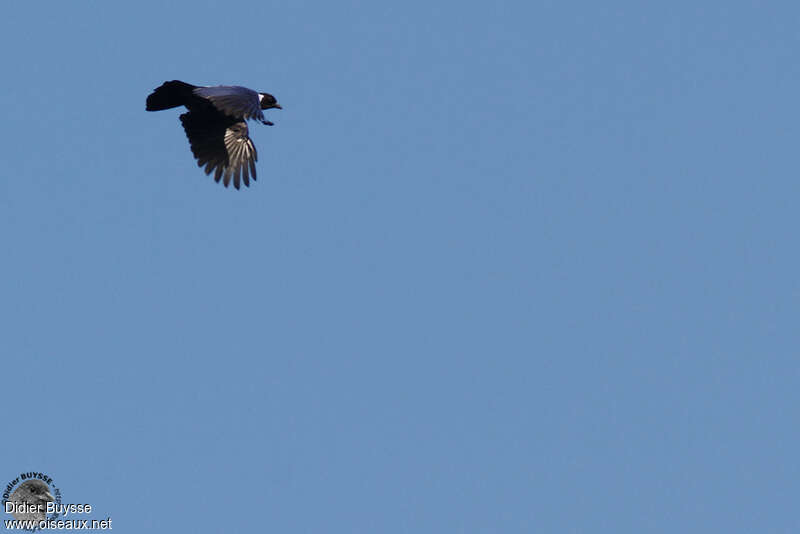 Violaceous Jayadult, Flight