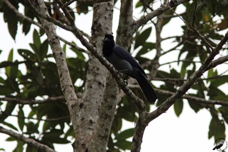 Violaceous Jayadult, identification