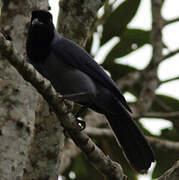 Violaceous Jay