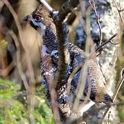 Hazel Grouse