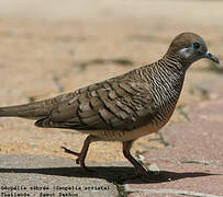 Zebra Dove