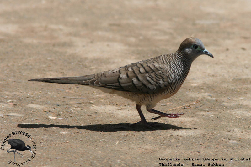 Zebra Doveadult