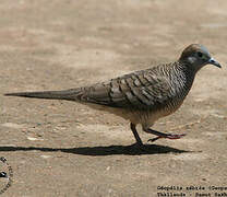 Zebra Dove