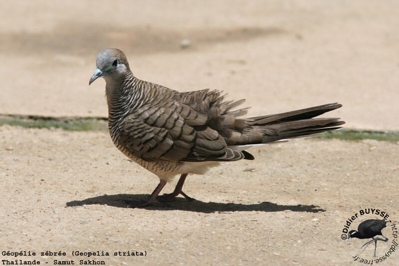 Zebra Dove