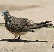 Zebra Dove