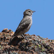 Rufous-banded Miner