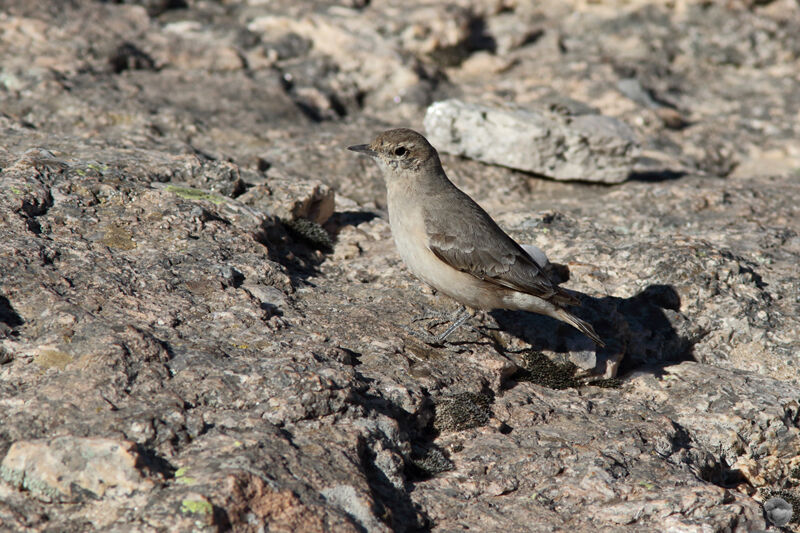 Rufous-banded Mineradult, identification, habitat