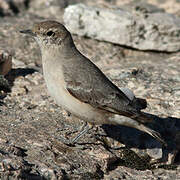 Rufous-banded Miner