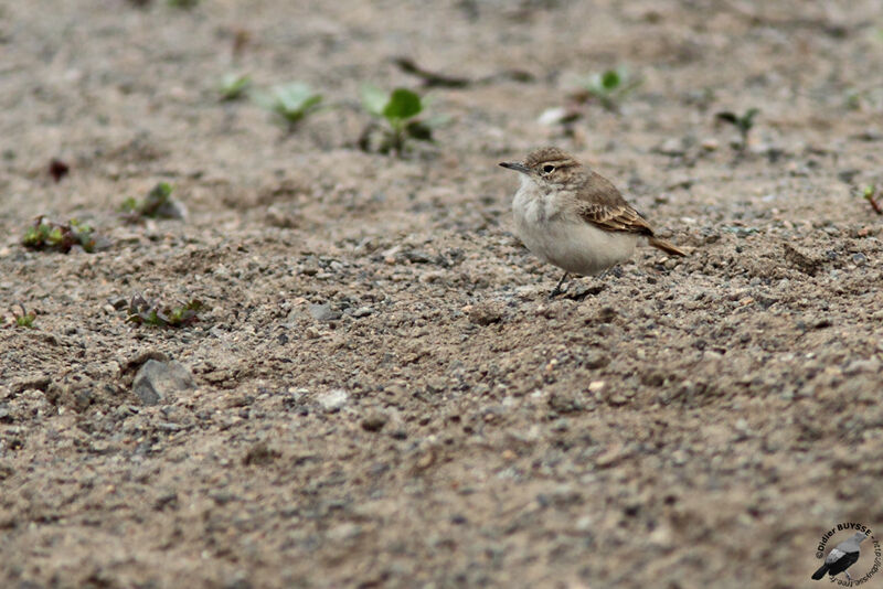 Coastal Mineradult, identification