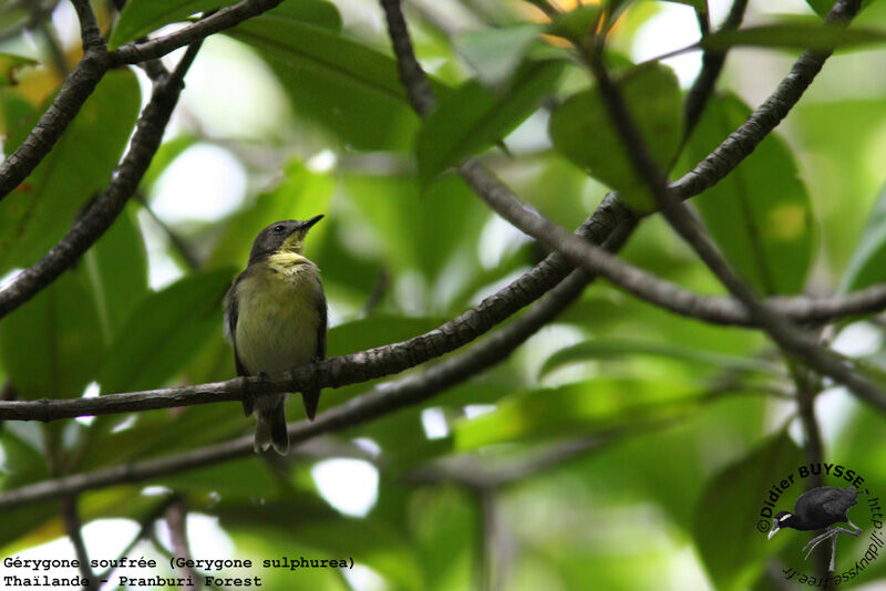 Golden-bellied Gerygoneadult breeding