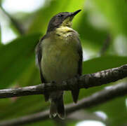 Golden-bellied Gerygone