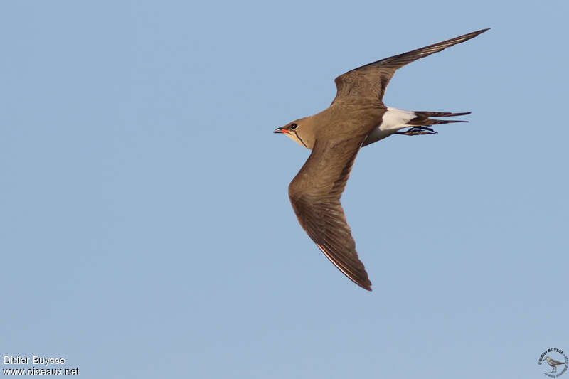 Collared Pratincoleadult, pigmentation, Flight