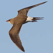 Collared Pratincole