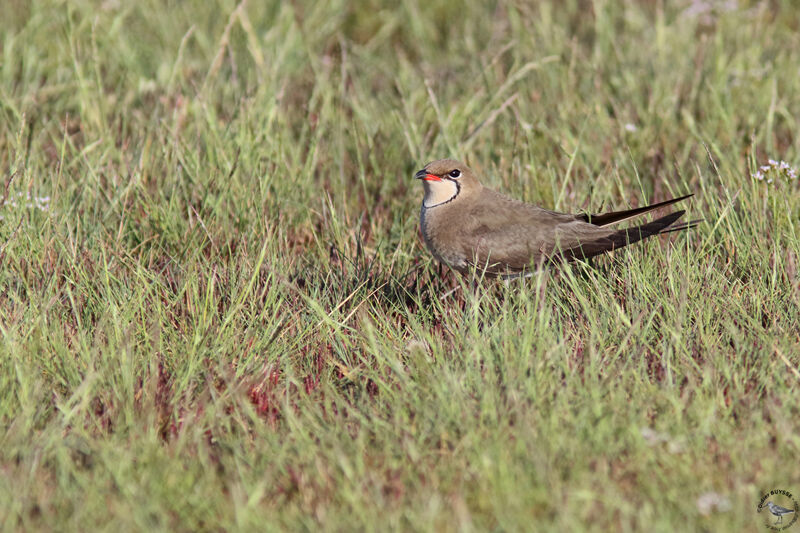 Glaréole à collieradulte, identification